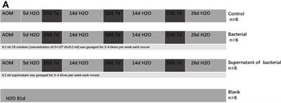 Inhibitory effects of Clostridium butyricum culture and supernatant on inflammatory colorectal cancer in mice